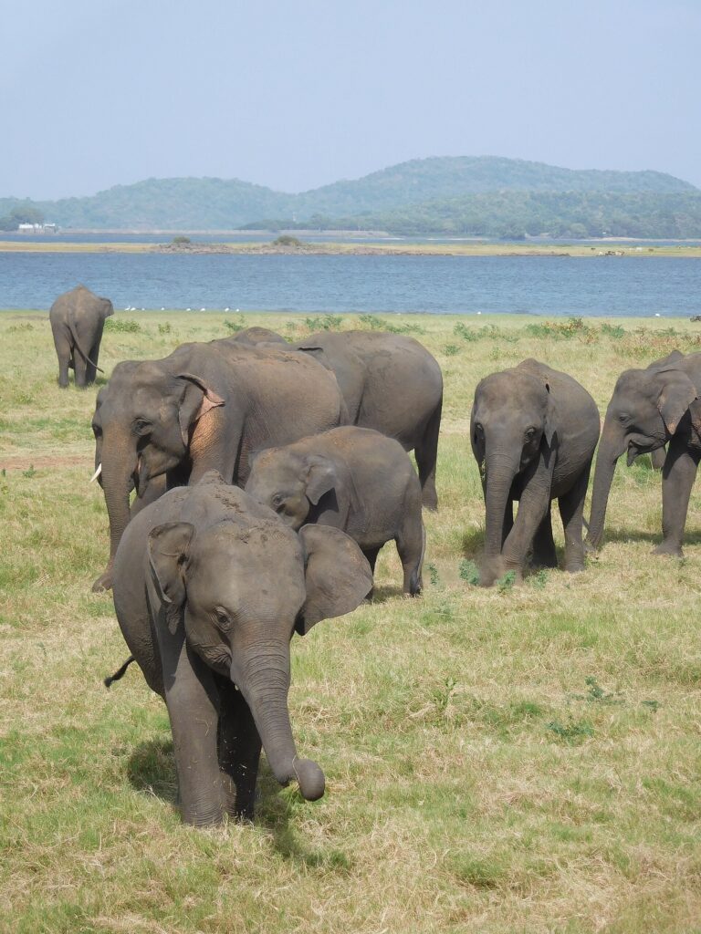 A large herd of wild Asian elephants beside the lake at Minneriya National Park